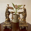 Brass Peacock Diya Oil Lamp Statue Sculpture Idol Stand Set